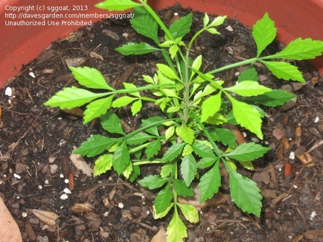 پارمنتیرا ادولیز